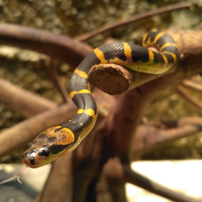 Gifttiere Hotel Schlosshof