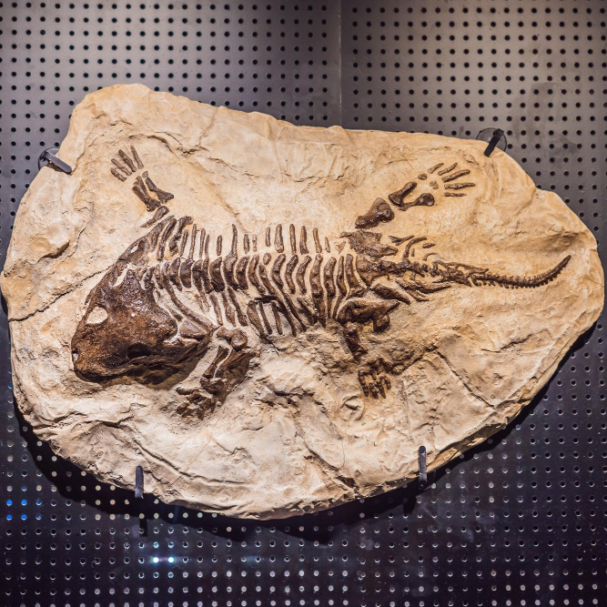 Fossilien Hotel Schlosshof