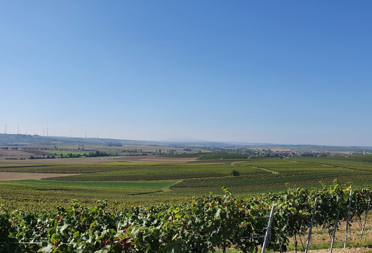 Weinanbau Hotel Schlosshof Dolgesheim