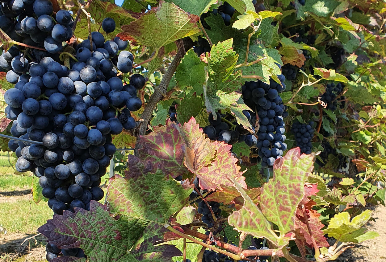 Weinauslese Hotel Schlosshof Dolgesheim