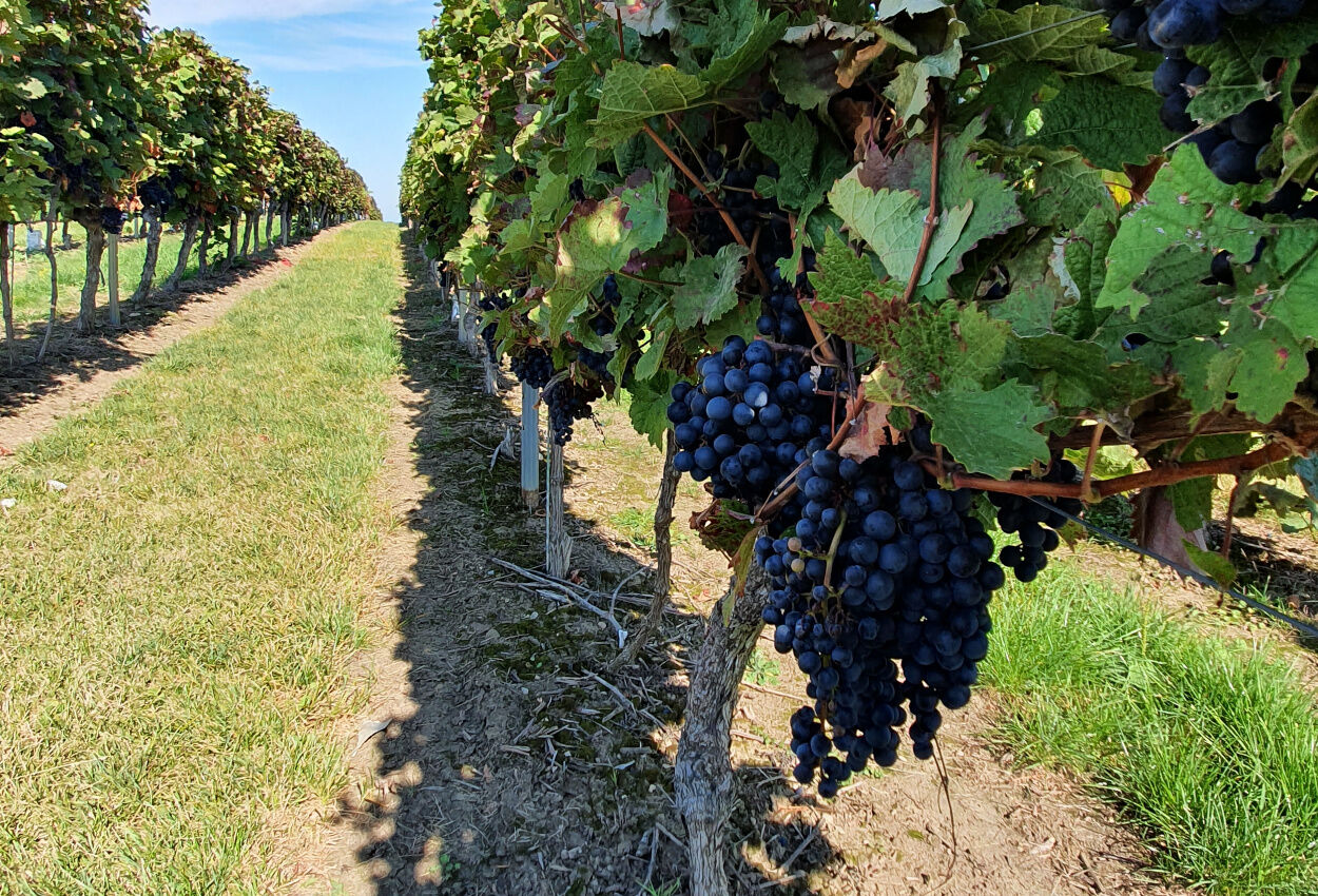 Weintrauben Hotel Schlosshof Dolgesheim