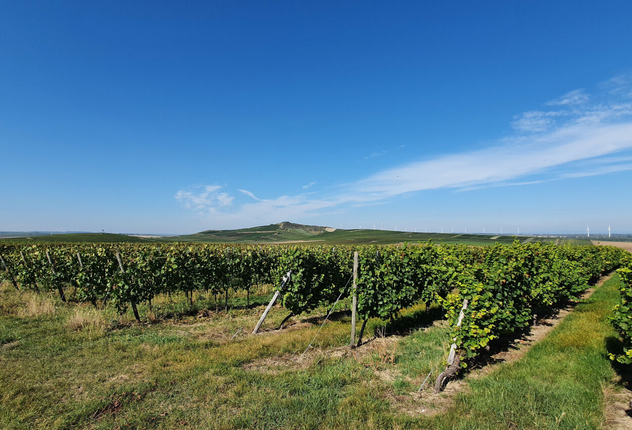 Wein Hotel Schlosshof Dolgesheim
